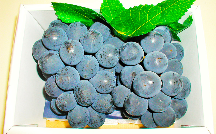 岡山県産ピオーネ